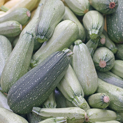 CYBEXIS NDIR-17 - Grey Zucchini Summer Squash - (675 Seeds) Seed(675 per packet)