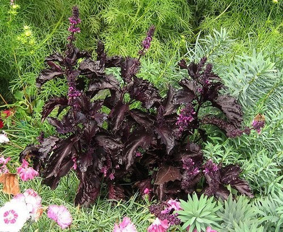 WILLVINE XL-49 Purple Ruffles Basil Seed(2000 per packet)