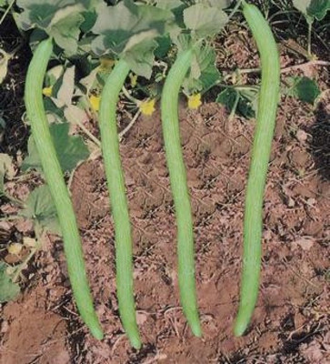 Quentova ARMENIAN CUCUMBER Kakdi,Kakri Seeds-VXL-2I Seed(200 per packet)