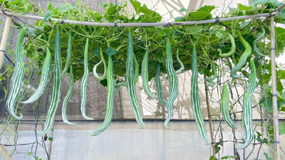 DEYS AGRO ™ snake gourd seeds,hybrid summer vegetable Seed(11 per packet)