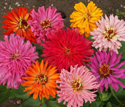 Qualtivate LX-32 Giant Cactus Mix Zinnia Flower Seeds Seed(25 per packet)