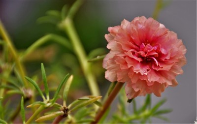 Aywal Portulaca Moss Rose ( Sundial Mix SEEDS ) Seed(40 per packet)