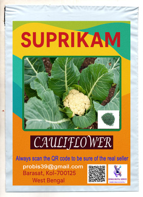 SUPRIKAM BIG SIZE CAULIFLOWER / FUL KOPI GROW IN YOUR GARDEN TO MAKE NATURE BEAUTY Seed(40 per packet)