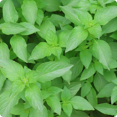 VibeX ® XXL-15 Lemon Basil 'Mrs. Burns' Seed(1000 per packet)