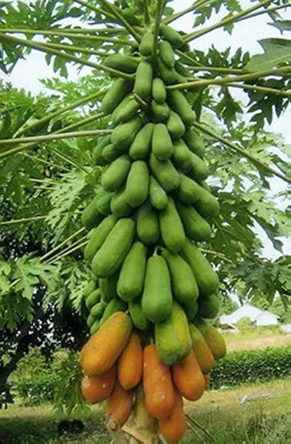 AMAJIT Papaya seed, hybrid papaya Seed(70 per packet)