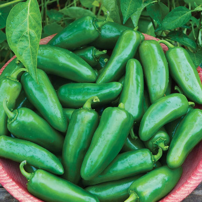 KNESSiN F1 Hybrid Big Guy Hot Pepper Seeds For Gardening-(2400 Seeds) Seed(2400 per packet)