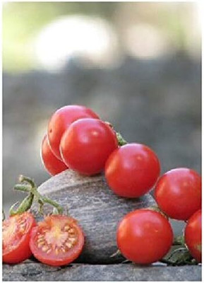 KNESSiN VII-57 Tomato Mexi Honey Seed(200 per packet)