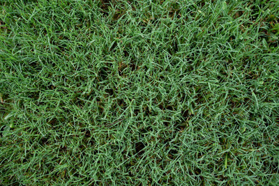 Greenfall Mexican Carpet Grass Seed for Outdoor Spaces - 5500 + per Packet Seed(5500 per packet)