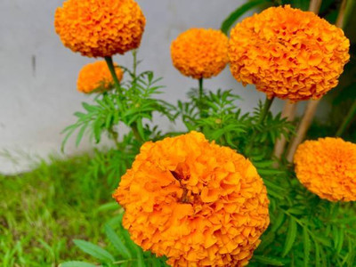 Kesariwala marigold/gende ka phool flower seeds Seed(50 per packet)