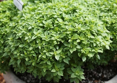 Qualtivate ATS-28 Boxwood Basil Seeds Seed(1000 per packet)