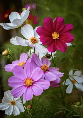 Aywal Cosmos 'Sonata White' Seed(9 g)