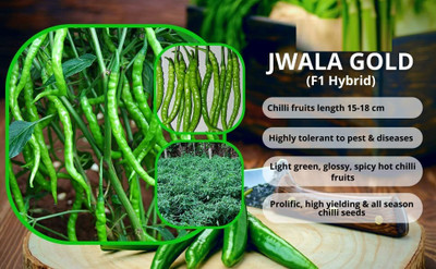 WILLVINE GBPUT -III F1 hybrid seeds | Jwala chilli seeds[10gm, 2000 Seeds] Seed(2000 per packet)