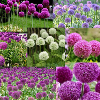 KNESSiN Open-Pollinated Giant Onion Flower Seeds For Gardening-(2400 Seeds) Seed(2400 per packet)