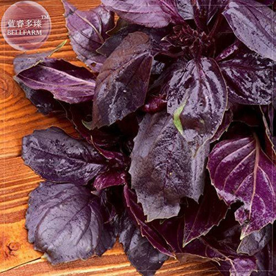 VibeX GBPUT-61 - Purple Dark Opal Basil - (4500 Seeds) Seed(4500 per packet)