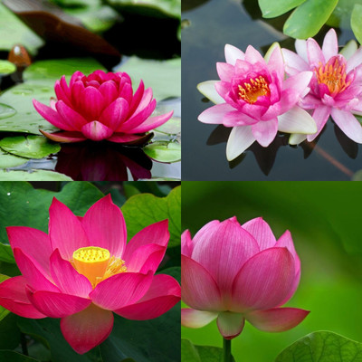 ibains Mini lotus seeds biij 24 Seed(24 per packet)