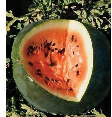 Jevik Amiga-Watermelon- Seed(190 per packet)