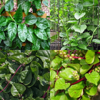 ibains Green spinach seeds 53 Seed(53 per packet)
