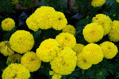 FARMBLESSING marigold/gende ka phool flower seeds Seed(50 per packet)