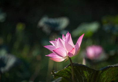 Weird lotus,kamal gatta Seed(10 per packet)