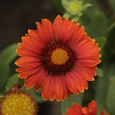 Avysa Gaillardia aristata 'Arizona Red Shades' Seed(60 per packet)