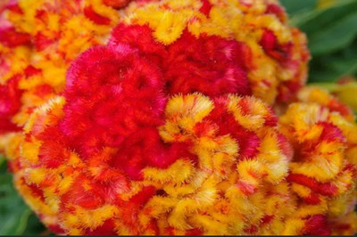 UGRA VARIEGATED COCKSCOMB Seed(5 per packet)