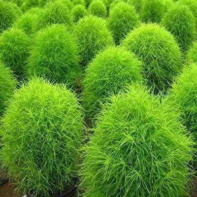 MAA Kochia Grass Seed(66 per packet)
