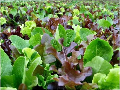 KNESSiN Lettuce Mixed Leaf MESCLUN Seed(200 per packet)