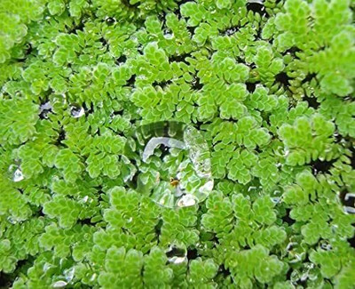 BDSresolve azolla grass fern seeds/azolla seeds 839 Seed(839 per packet)