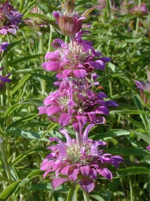 VibeX ® LXI-568 Lemon Mint Bee Balm/Monarda Flower Seed(200 per packet)