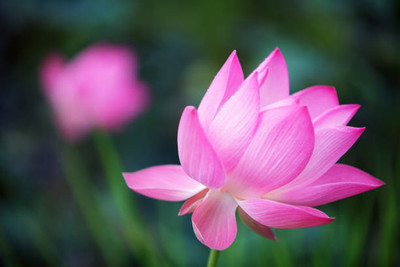 VINSEE lotus,kamal gatta Seed(11 per packet)