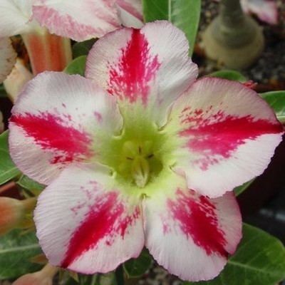 Qualtivate ATS-496 Mixed 9 Types Double Desert Rose Seeds Seed(30 per packet)