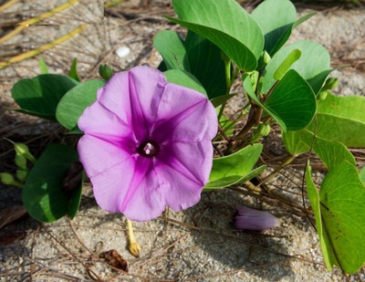 ZIXA IPOMEA FLOWER Seed(10 per packet)