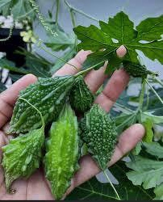 SHINU EVERGREEN Bitter gourd seeds Seed(15 per packet)