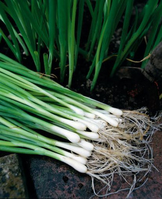 Mozette Organic bunching onion Seed(36 per packet)