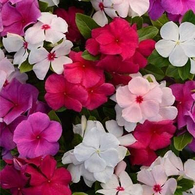 Lorvox Vinca Red F1 Hybrid Seed(10 per packet)