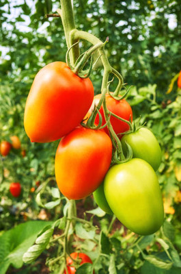 ASTRO HUB tomato Seed(80 per packet)