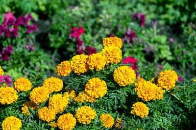 SHASHWAT CREATION marigold/gende ka phool flower seeds Seed(50 per packet)