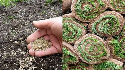 ARTA Bermuda Grass Seed(7000 per packet)
