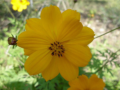 ZIXA Yellow Cosmos Seed(20 per packet)