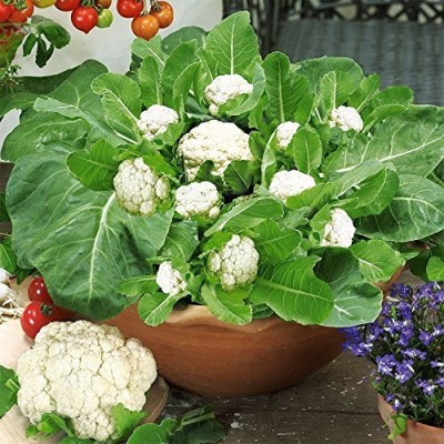 SUAA Cauliflower (gobhi) Vegetable Seed(57 per packet)