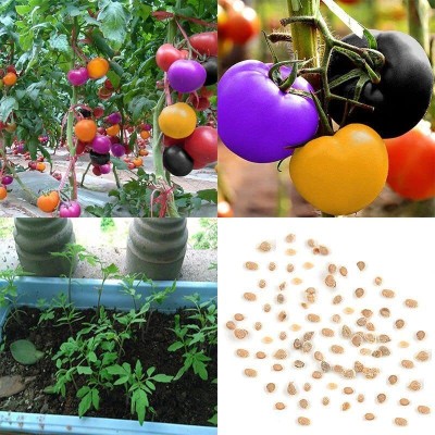 DIVINE TOMATO , TAMATAR Seed(150 per packet)