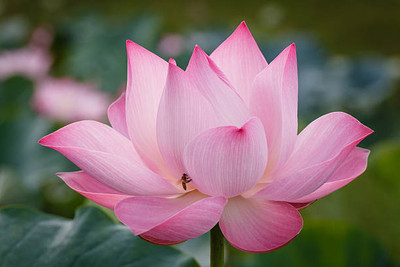 MATABE lotus,kamal gatta Seed(15 per packet)
