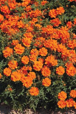 ZIXA Cosmos Cosmic Orange Seed(80 per packet)