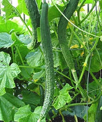 Qualtivate HUA-4A Japanese Suhyo Slicing Cucumber Seeds Seed(300 per packet)