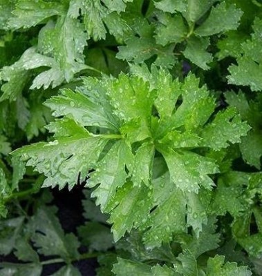 MAA Celery, Ajmod Seed(22 per packet)