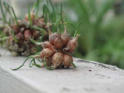 WILLVINE AMR -V Egyptian Walking Onions Allium [1g] Seed(750 per packet)