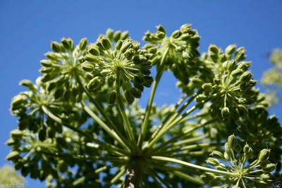 VibeX GBPUT-27 - Holy Ghost Wild Celery - (750 Seeds) Seed(750 per packet)