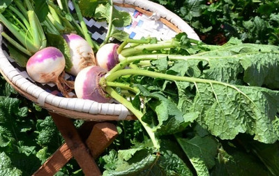 MYLAWN Turnip Seed(1000 per packet)