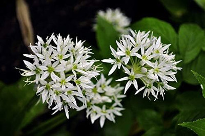 KNESSiN F1 Hybrid Ramsons Bear Leek Seeds for Terrace Gardening-(2400 Seeds) Seed(2400 per packet)