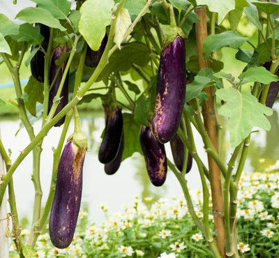 UGRA Brinjal Seed(400 per packet)